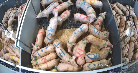 Ny viden kan bidrage til bedre dyrevelf�rd